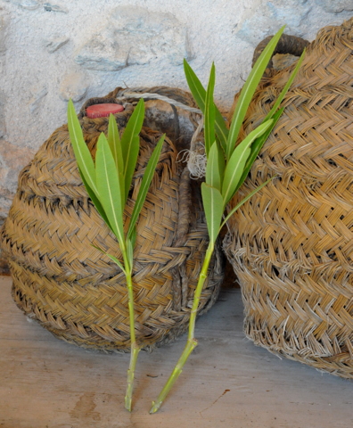 Oleanders, how to propagate and important information about the dangers of pruning them